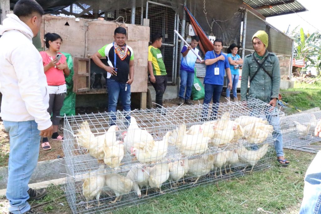 DA-NorMin boosts productivity of IP groups with poultry, livestock assistance